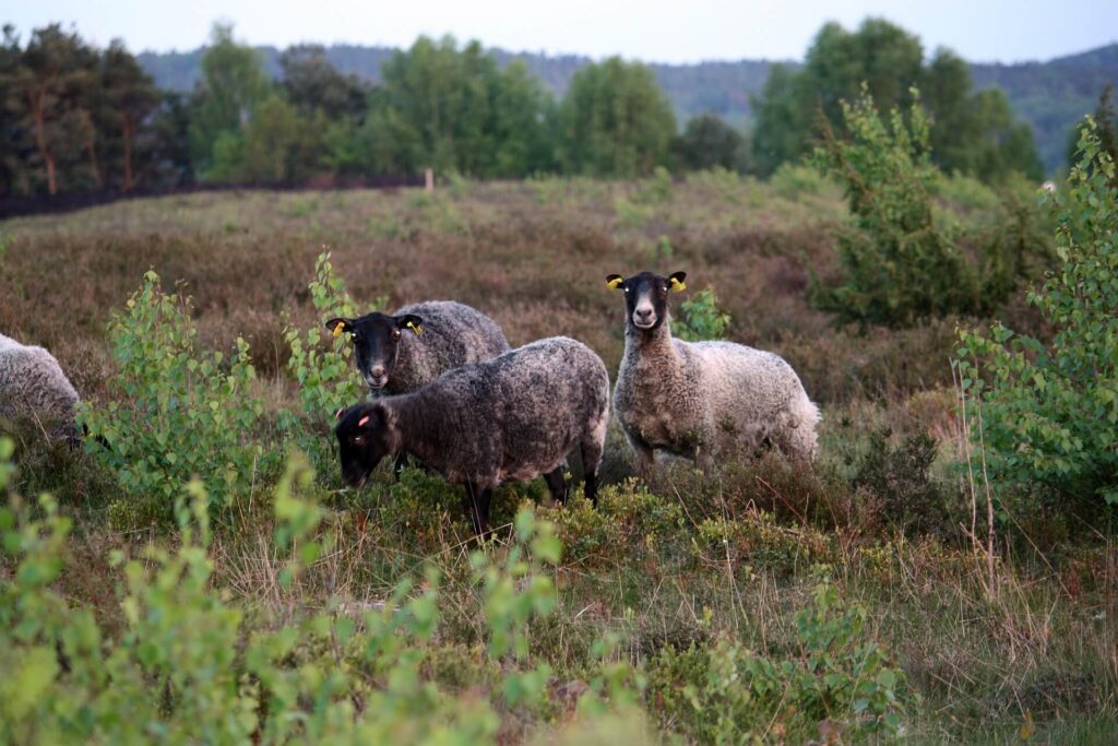 Halland Impressions Naturaleza Ovejas