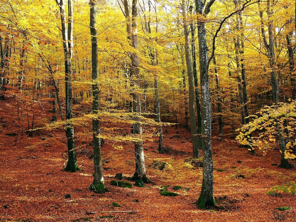 Bosque natural Halland Impressions