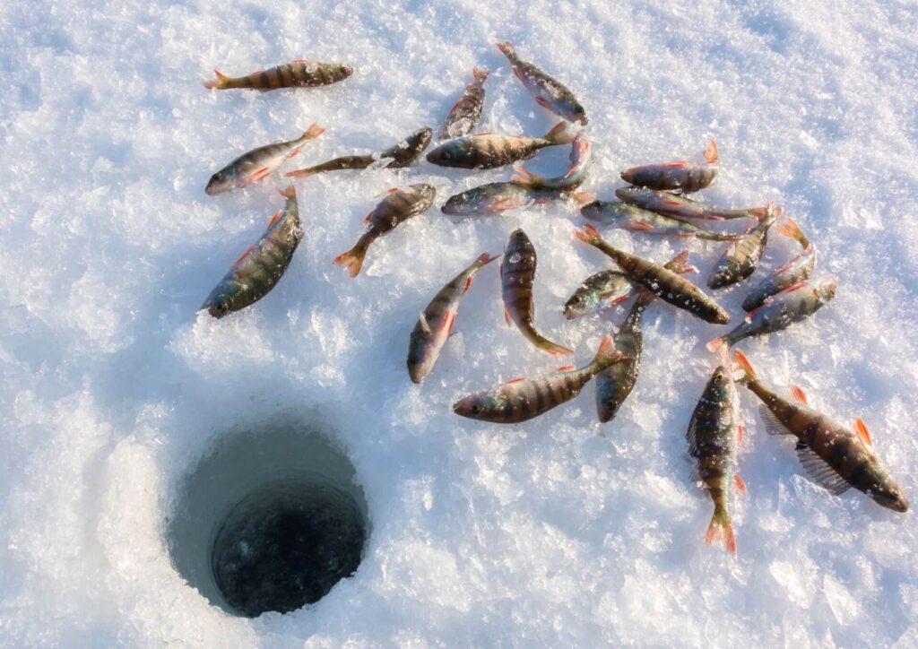 Pesca en hielo en la Laponia sueca